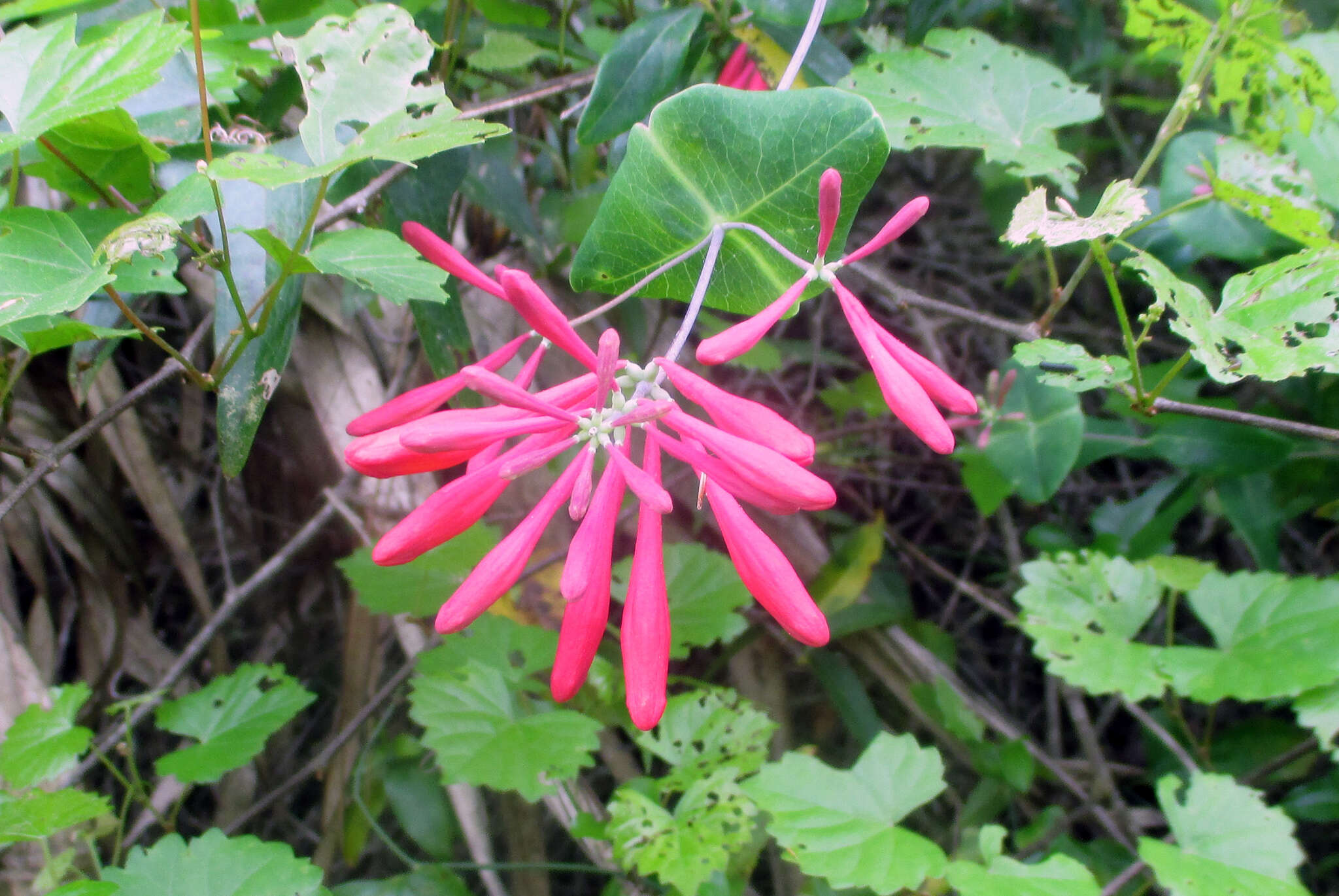 Image de Lonicera sempervirens L.