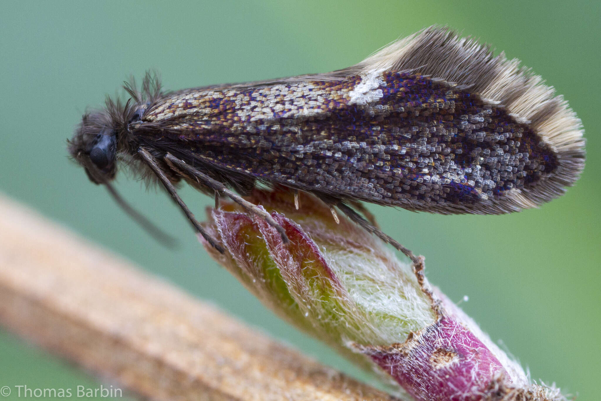 Image of Eriocrania semipurpurella pacifica Davis 1978