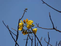 Cochlospermum religiosum (L.) Alston resmi