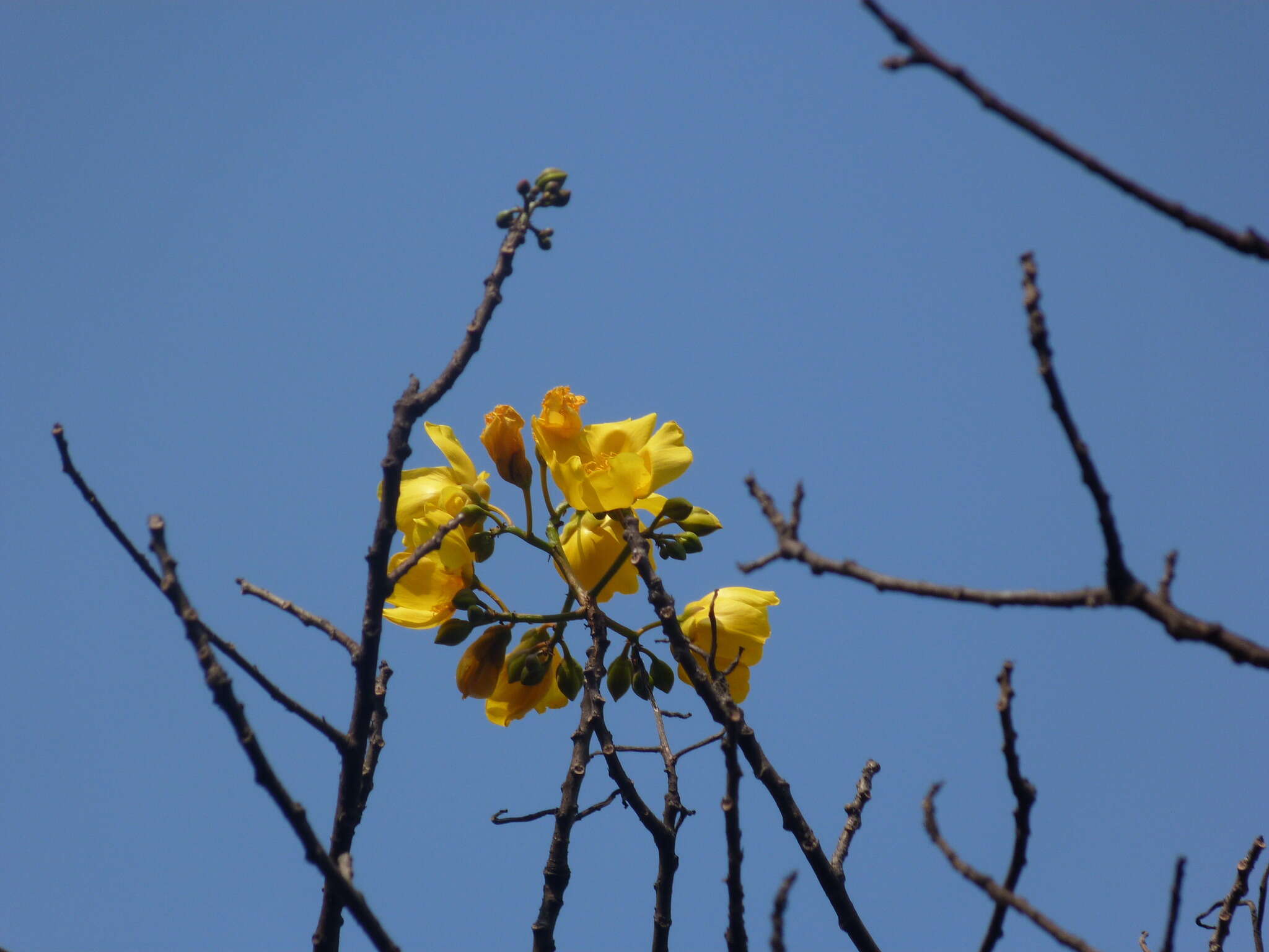 Cochlospermum religiosum (L.) Alston resmi