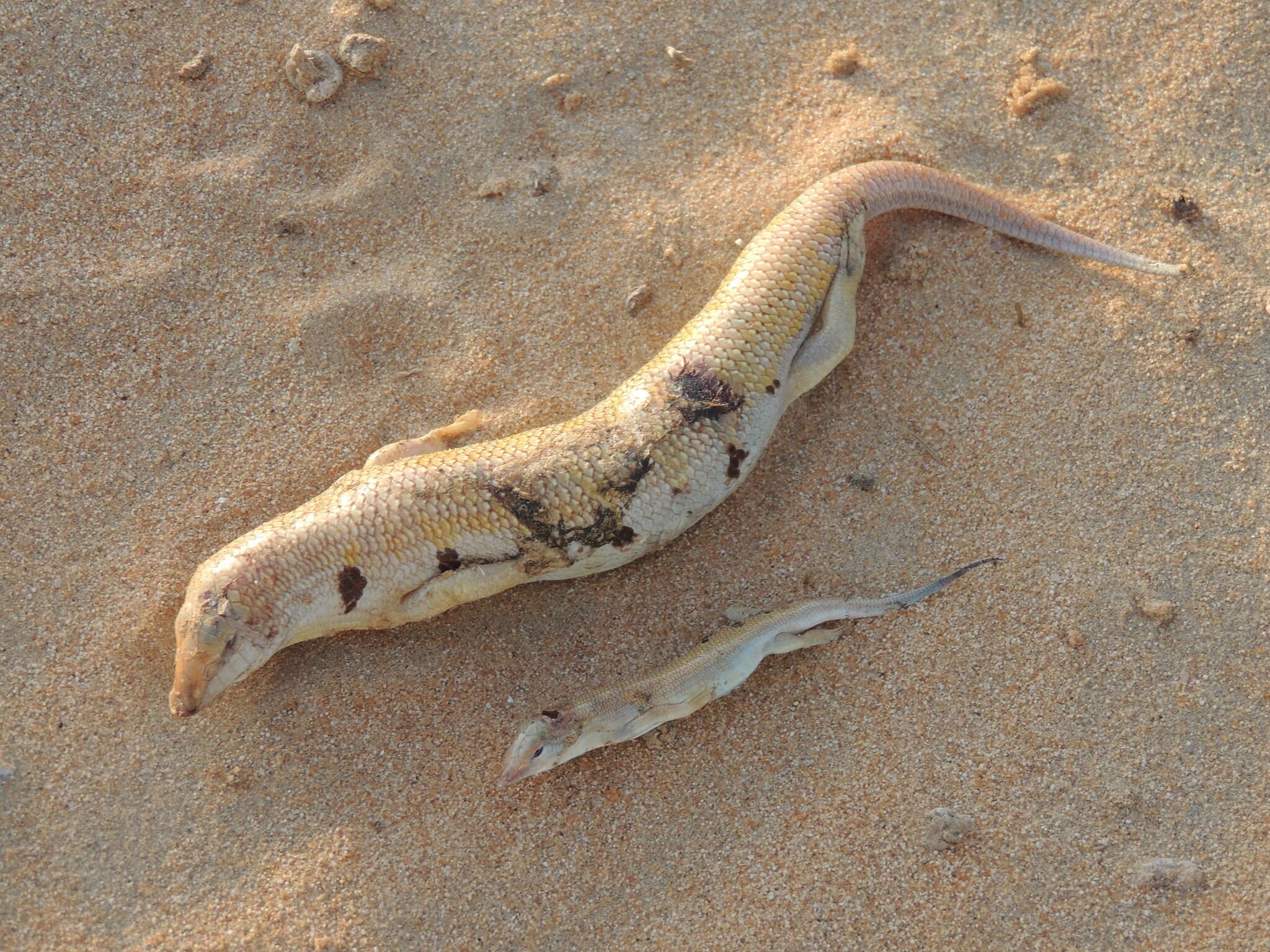 Image of Eastern Skink