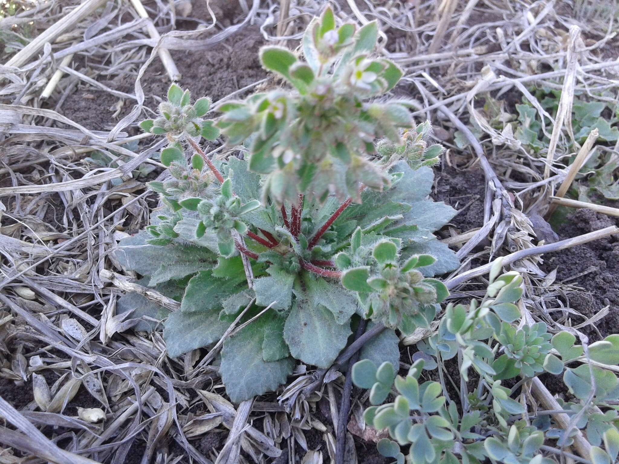 Image of greater rockjasmine