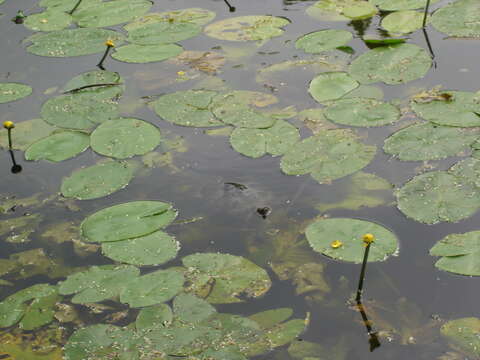 Image of Yellow Water-lily