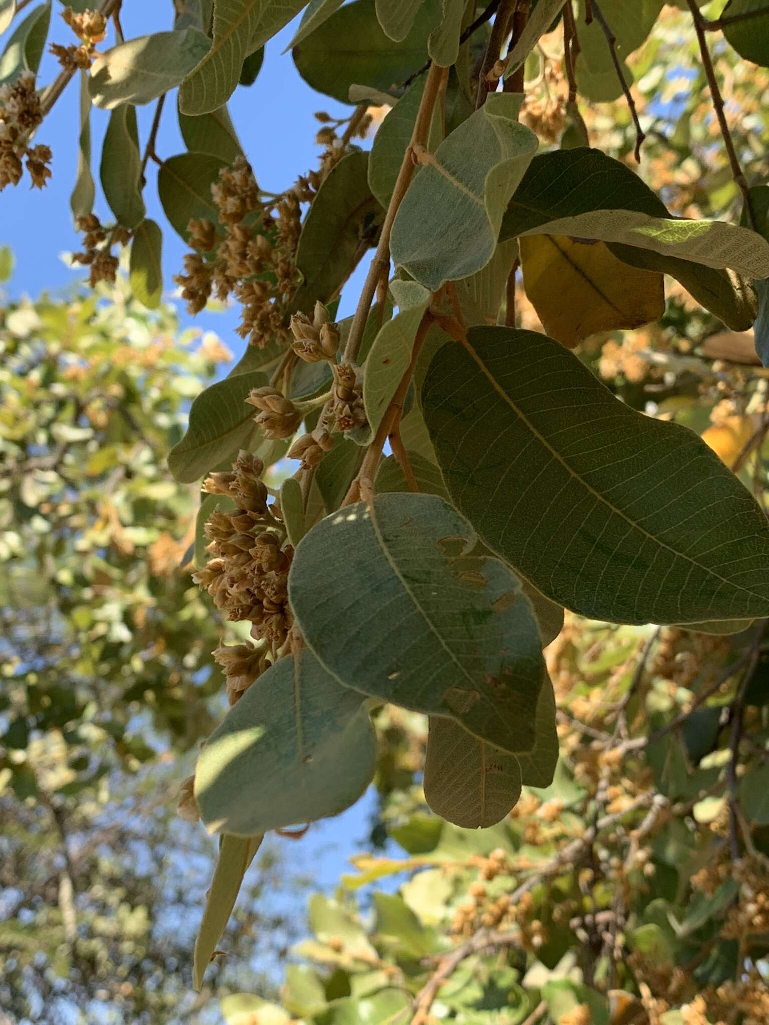 Image of Mobola plum