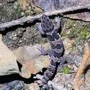 Image of Forest Spotted gecko