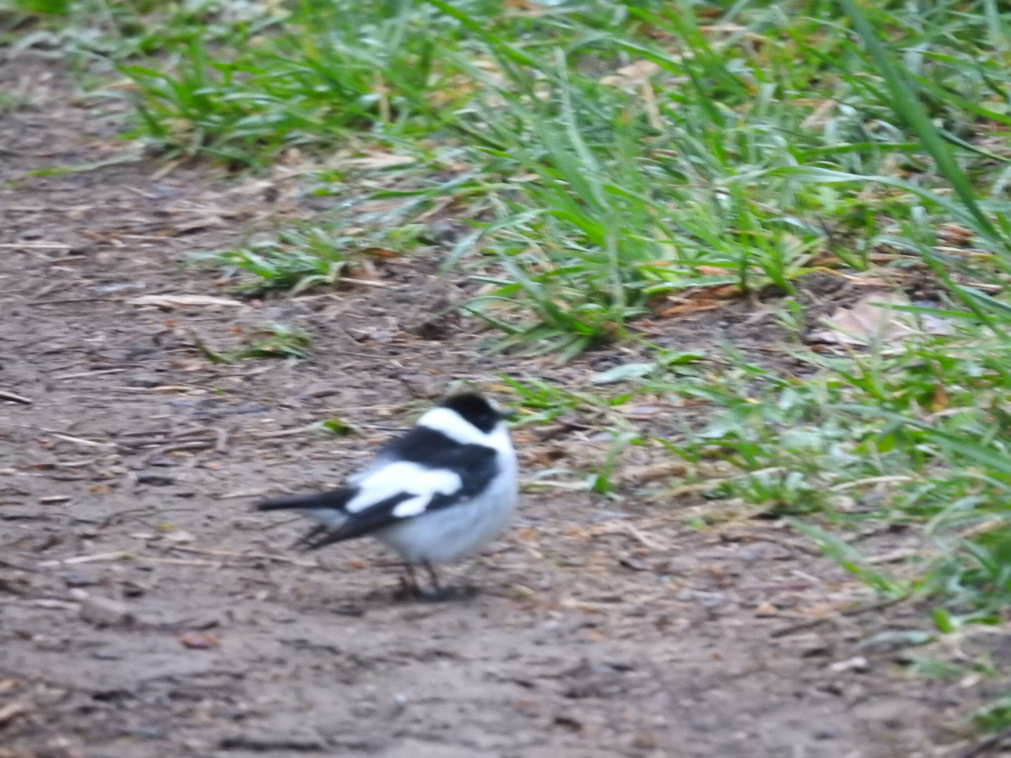 Image of Collared Flycatcher