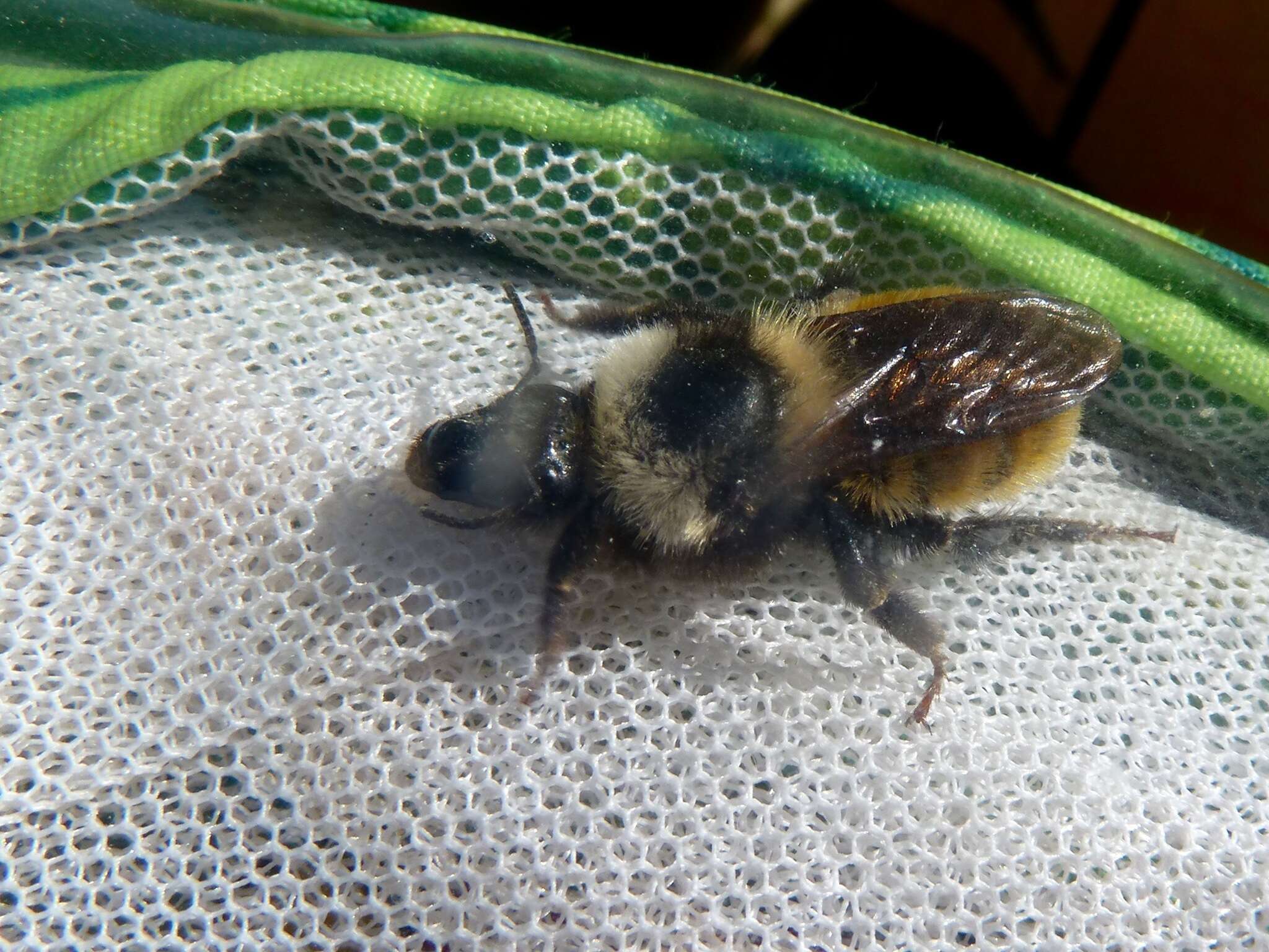 Слика од Bombus appositus Cresson 1879