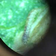 Image of Tomato pinworm