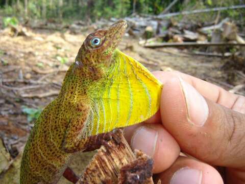 Image of Banded Tree Anole