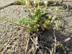 Image of fivestamen chickweed