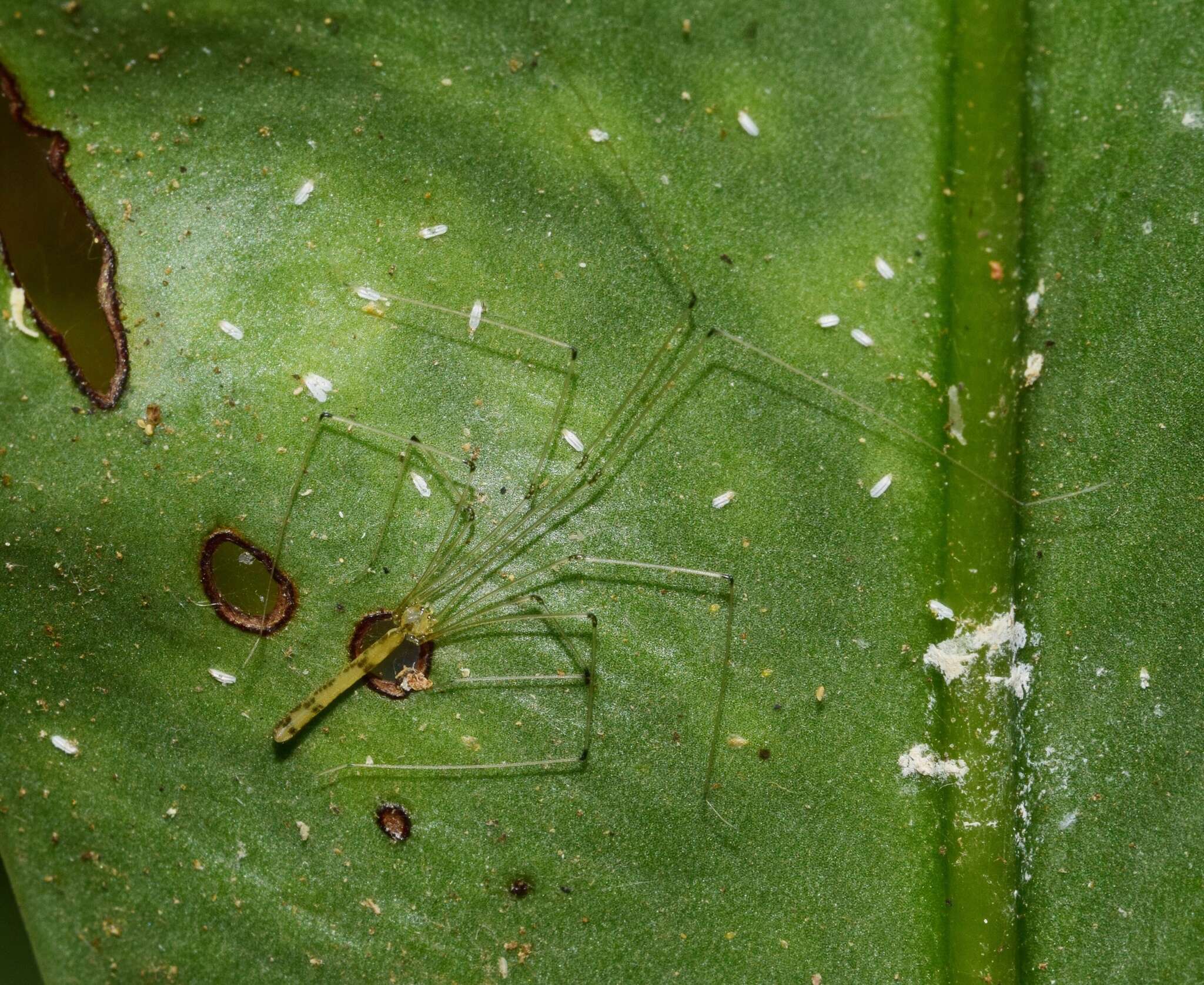 Image of Leptopholcus gracilis Berland 1920