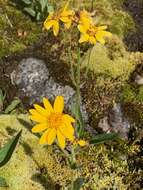 Image of broadleaf arnica