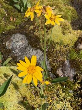 Слика од Arnica latifolia Bongard