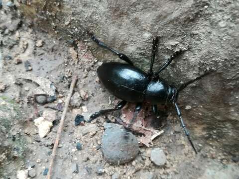 Image of Long-horned beetle