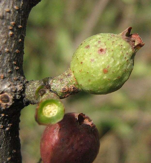 Image of Tapinanthus oleifolius (Wendl.) Danser