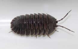 Image of Armadillidium peraccae Tua 1900