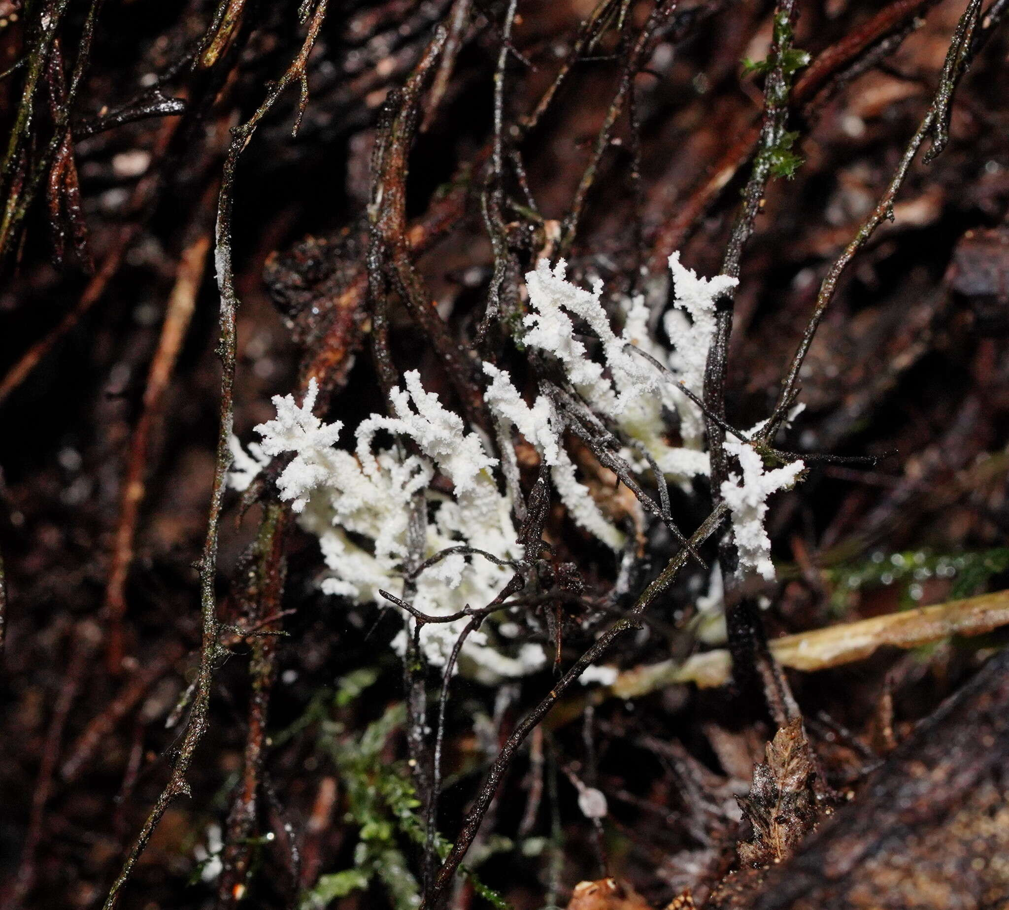 Image of <i>Cordyceps tenuipes</i>