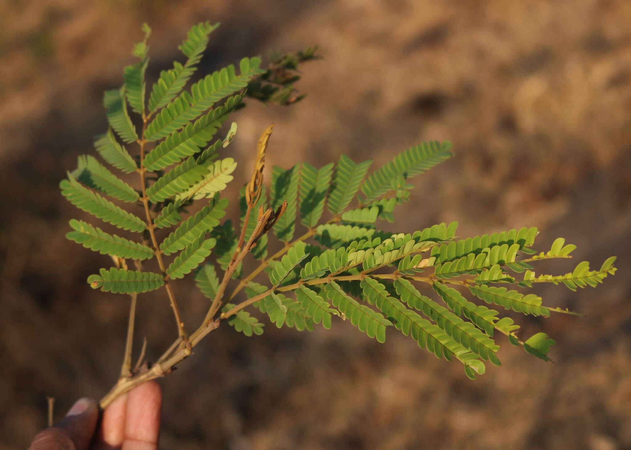 Image of Senegalia caesia (L.) Maslin, Seigler & Ebinger