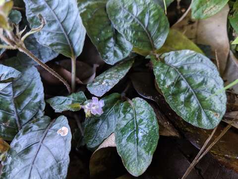 Imagem de Strobilanthes reptans (G. Forst.) Moylan ex Y. F. Deng & J. R. I. Wood