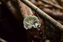 Image of Tetrapyrgos alba (Berk. & M. A. Curtis) E. Horak 1987