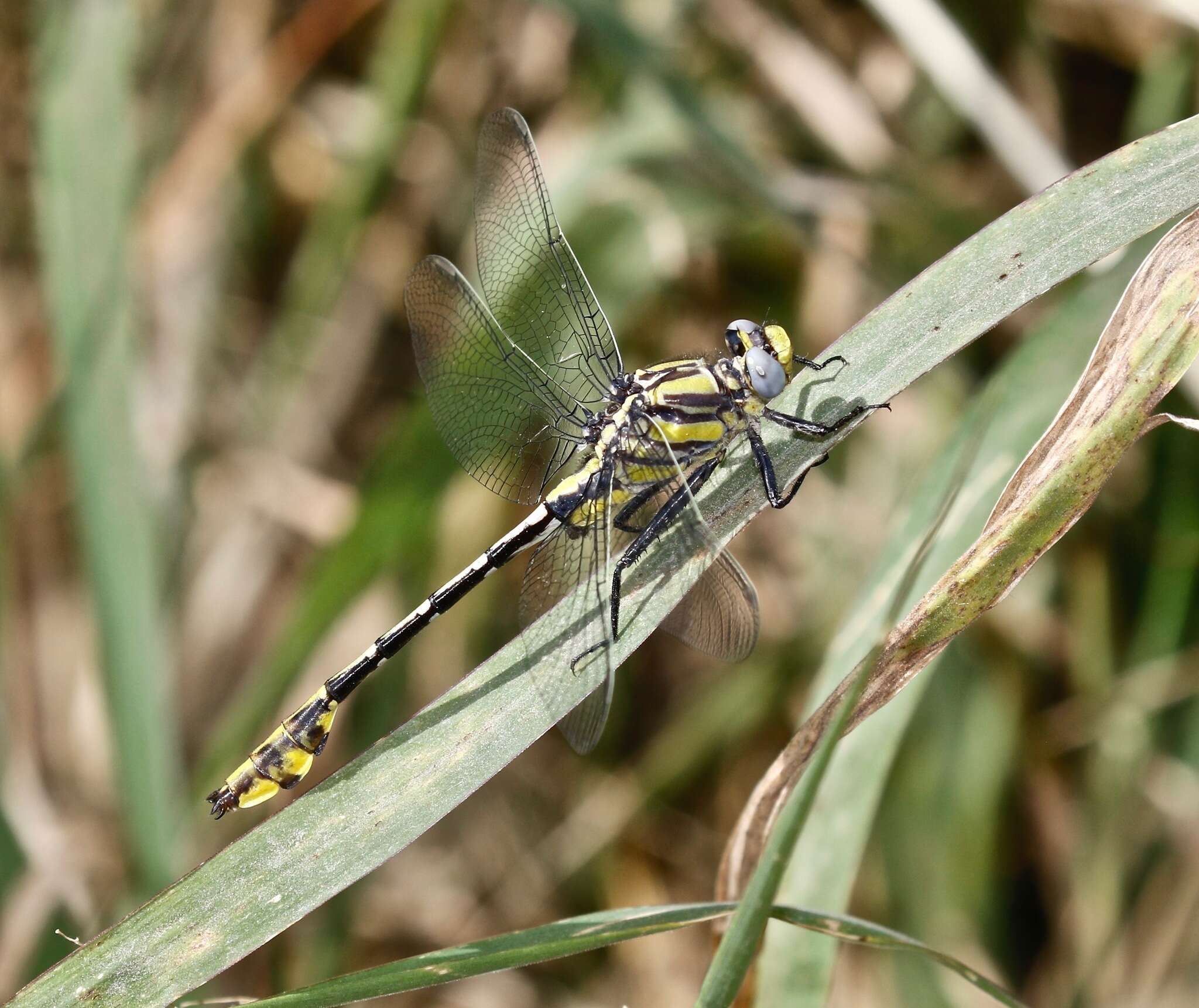 Image of Tamaulipan Clubtail