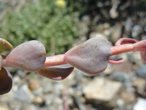 Sivun Sedum obtusatum subsp. paradisum M. F. Denton kuva