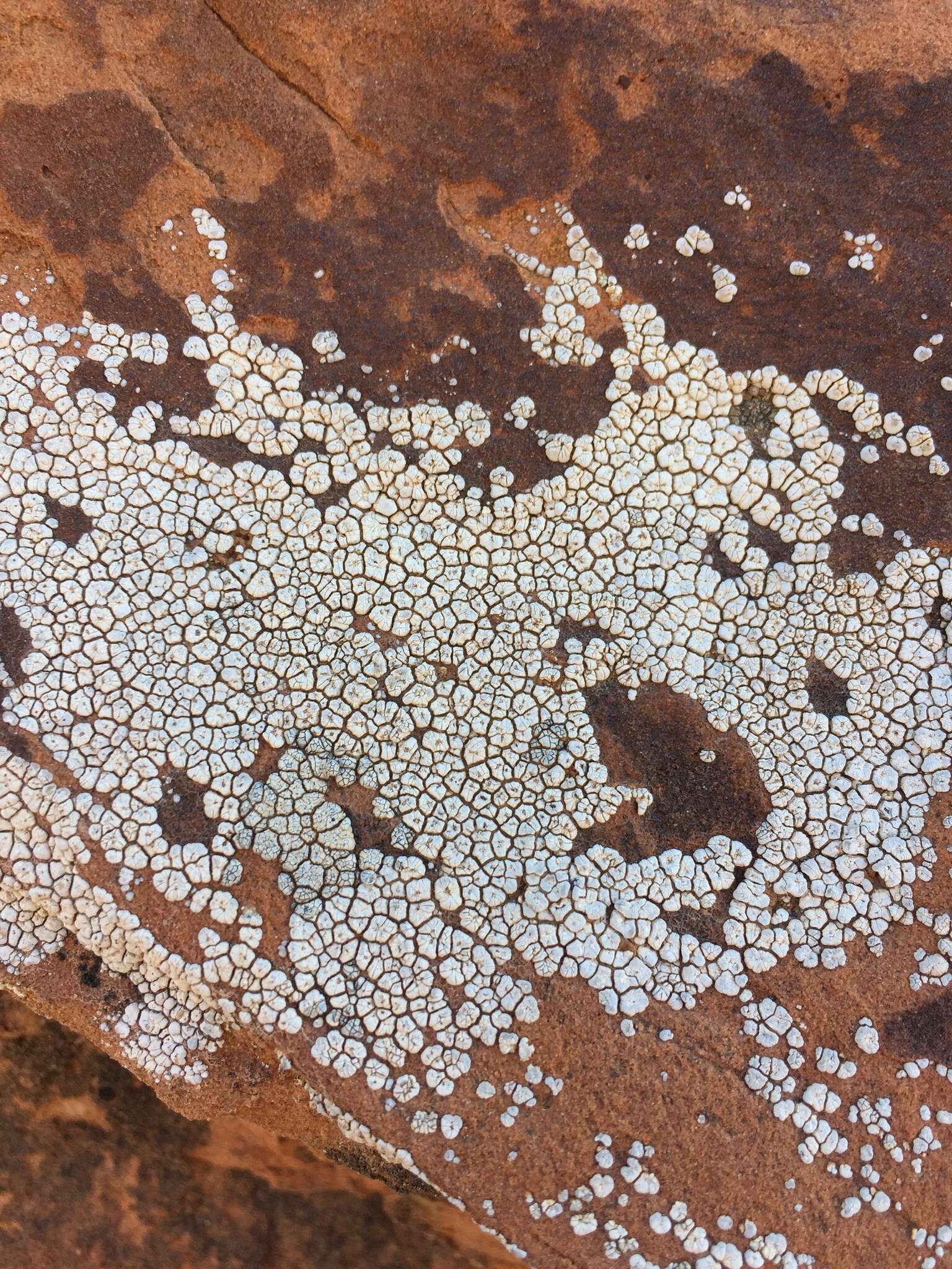 Image of Hoary cobblestone lichen;   Cracked lichen