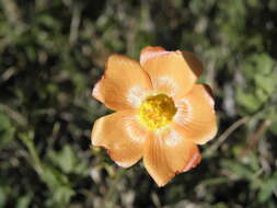 Imagem de Modiolastrum malvifolium (Griseb.) Schumann