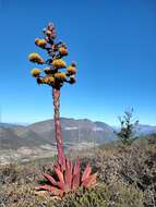 Agave montana Villarreal resmi