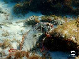 Image of Redlip morwong