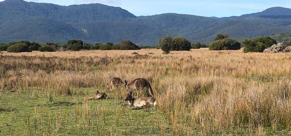 Image of kangaroo