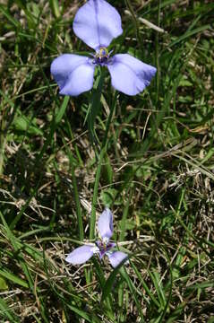 Image of Herbertia darwinii Roitman & J. A. Castillo