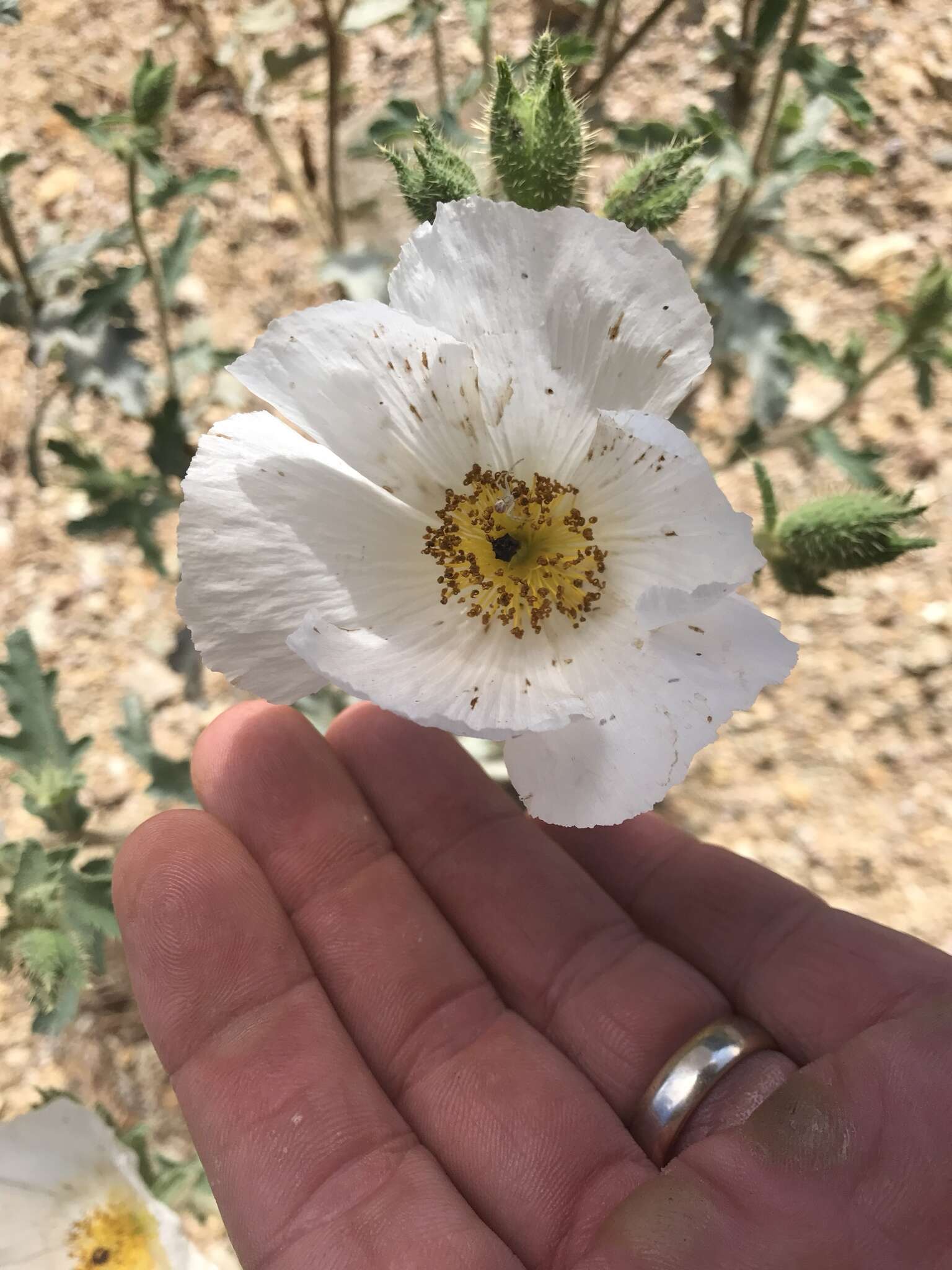 Image of flatbud pricklypoppy