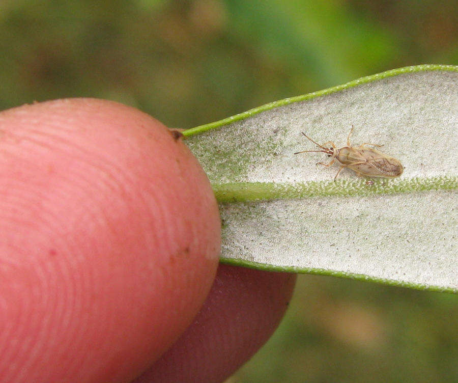 Plerochila australis (Distant 1904) resmi