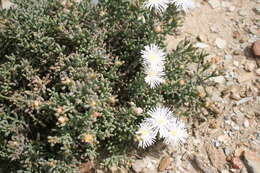 Image of Mesembryanthemum splendens L.