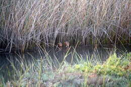 Image of Ridgway's Rail