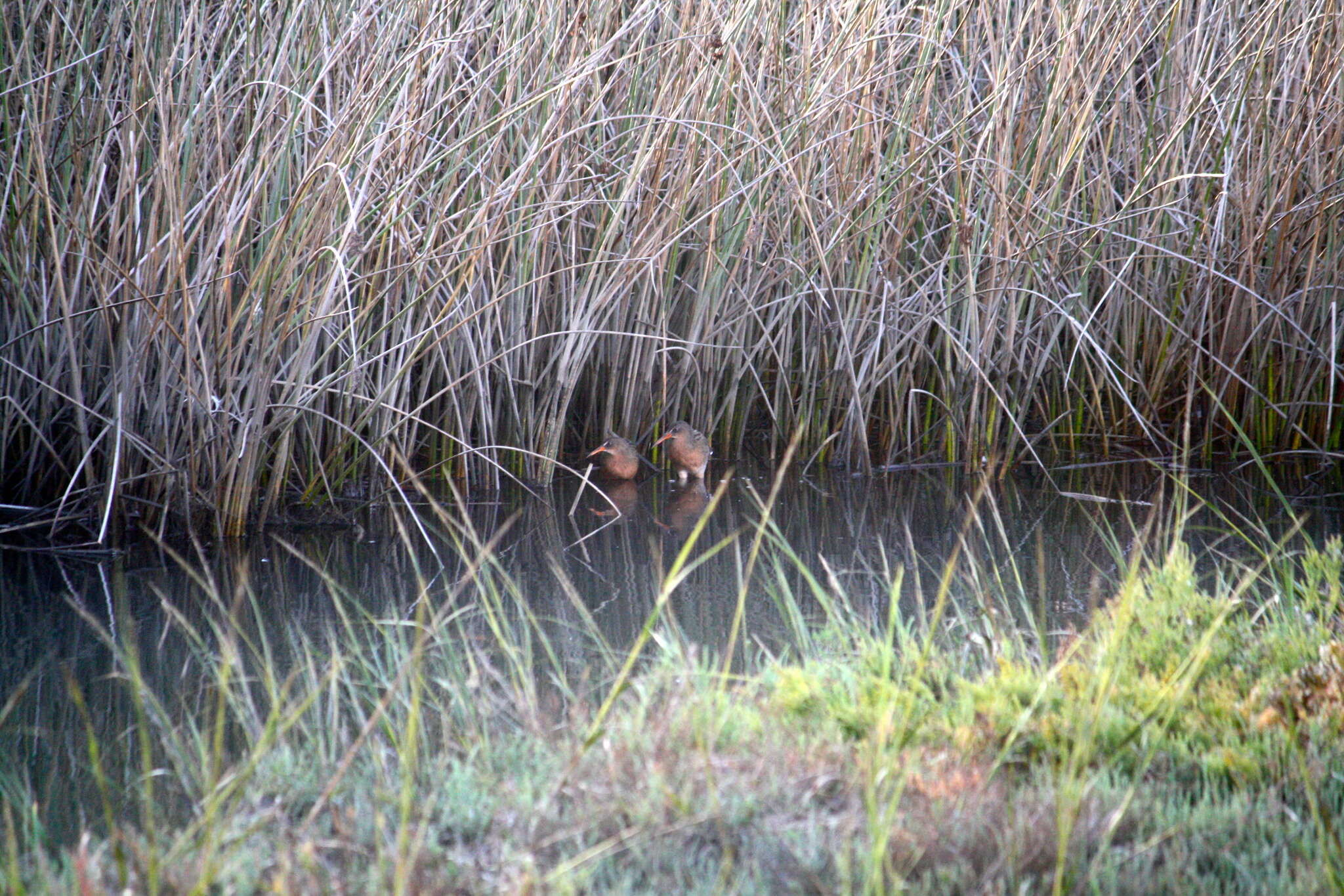 Image of Ridgway's Rail