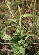 Imagem de Carduus defloratus subsp. glaucus (Baumg.) Nym.