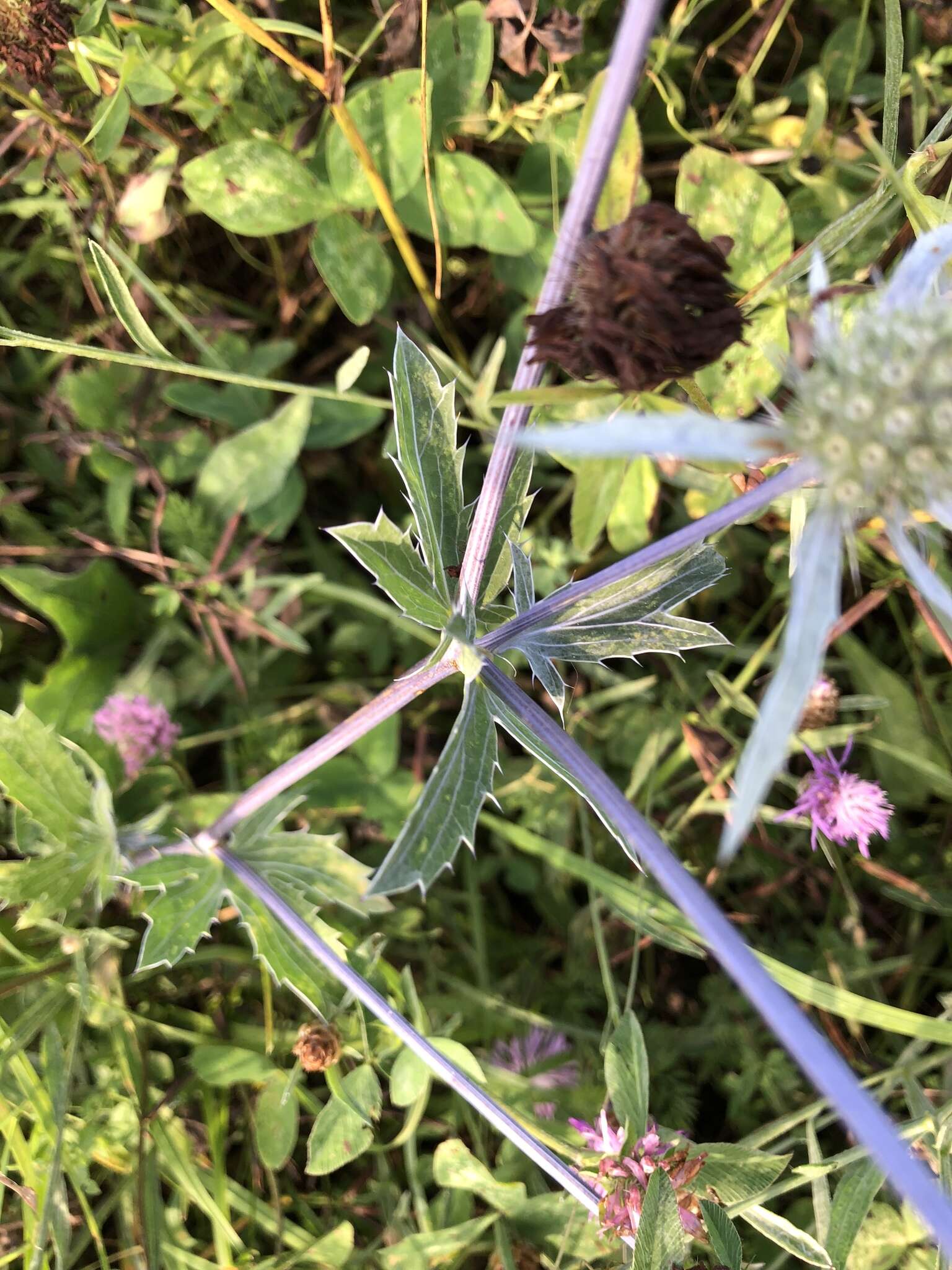 Imagem de Eryngium planum L.