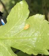 Imagem de Puccinia smyrnii Biv. 1816