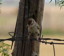 Image of Cassin's Sparrow