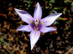 Plancia ëd Moraea polyanthos L. fil.