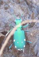 Image of Six Spotted Tiger Beetle