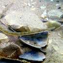 Image of Darkflank Pipefish