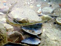 Image of Darkflank Pipefish