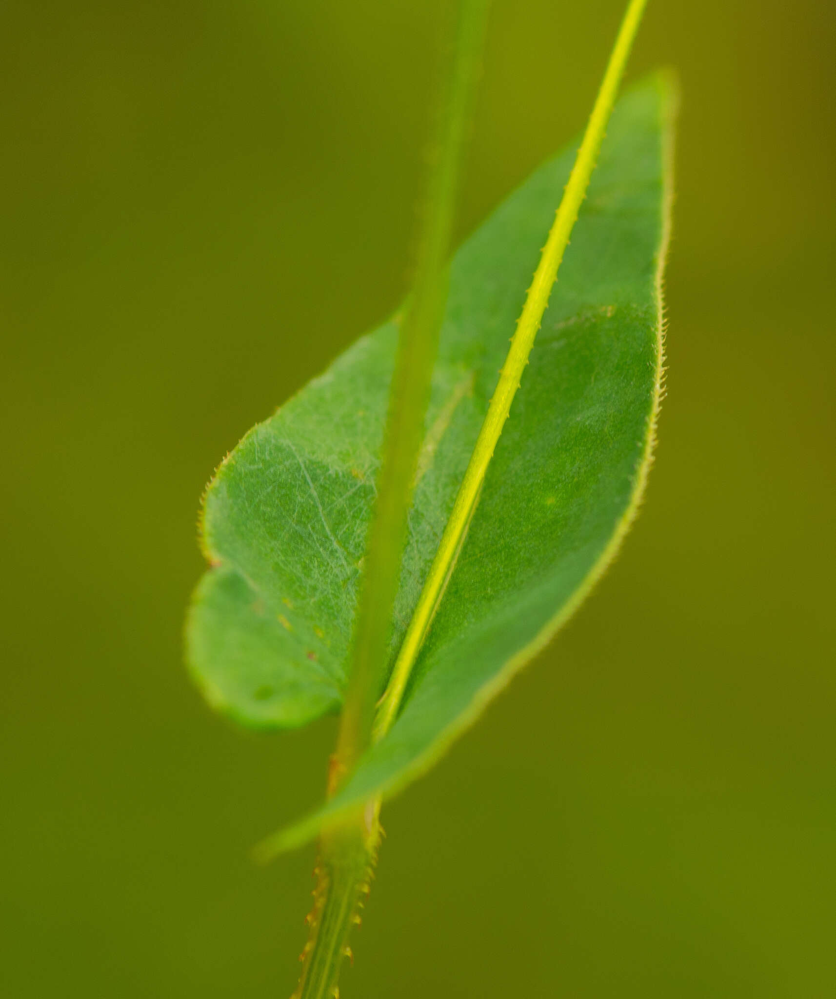 Persicaria sagittata (L.) H. Gross resmi