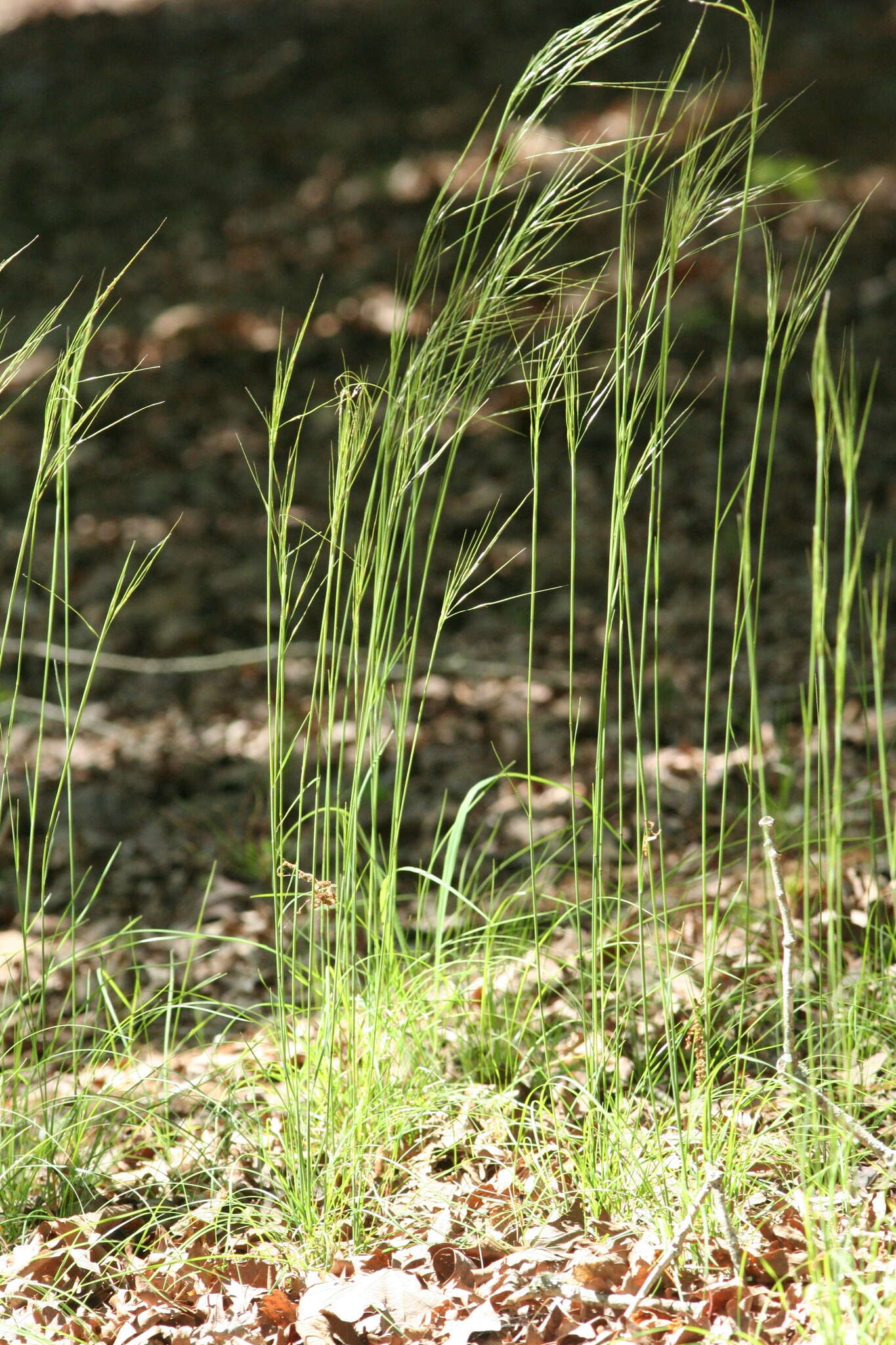 Image of Black-Seed Spear Grass