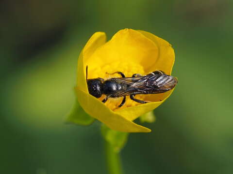 Imagem de Chelostoma florisomne (Linnaeus 1758)