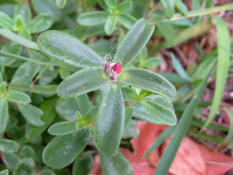 Image of Portulaca cryptopetala Speg.