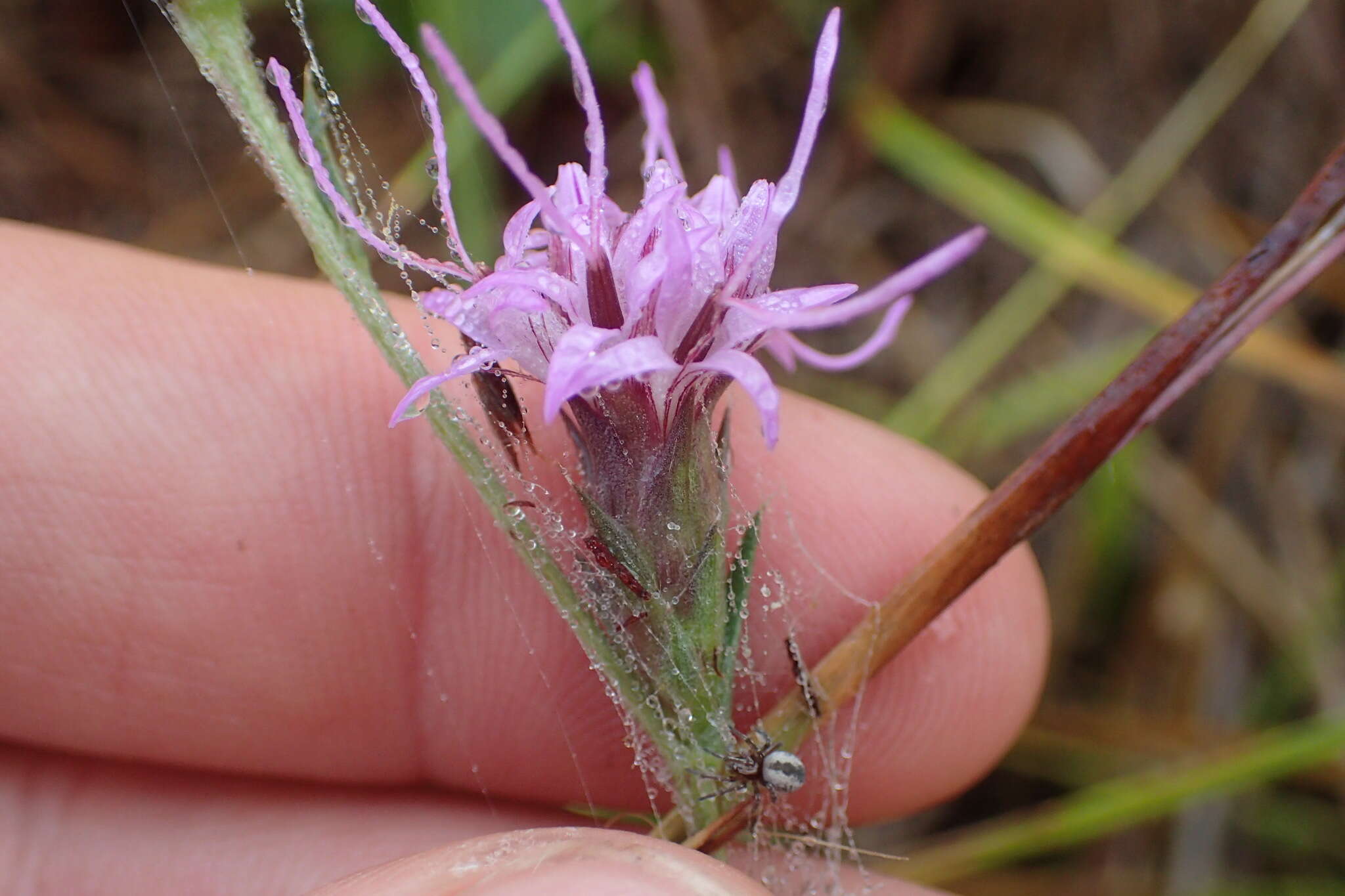 Слика од Liatris bracteata Gaiser